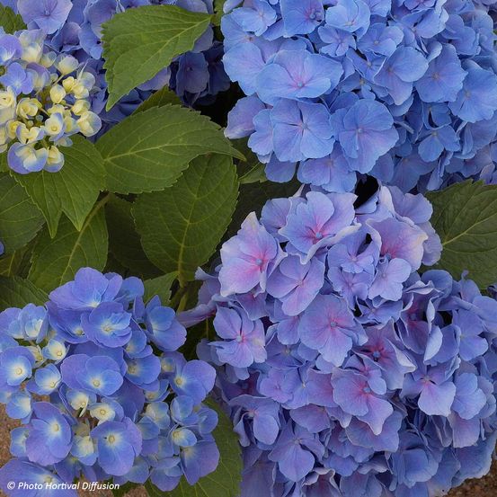 Hortensia - hydrangea macrophylla benelux (bleu) pot de 2l/3l, buisson, 5/6 branches