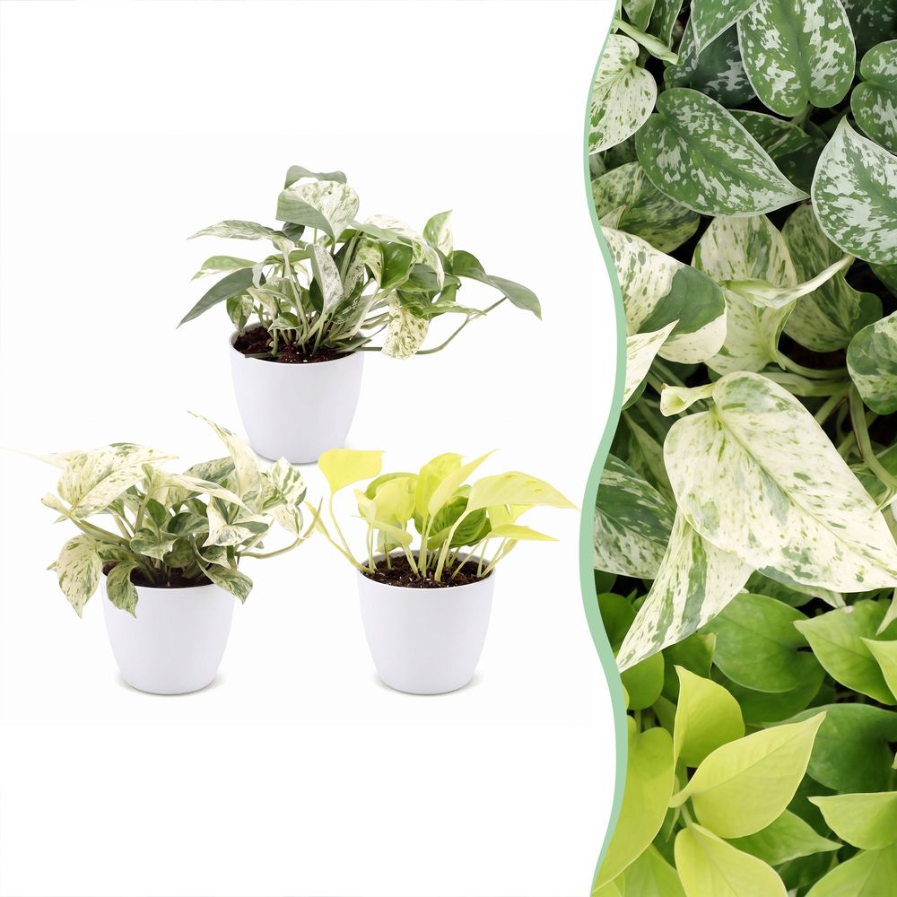 Pothos tricolore avec cache-pots blancs - epipremnum - lot de 3 - h 20-25 cm, pot ø6 cm