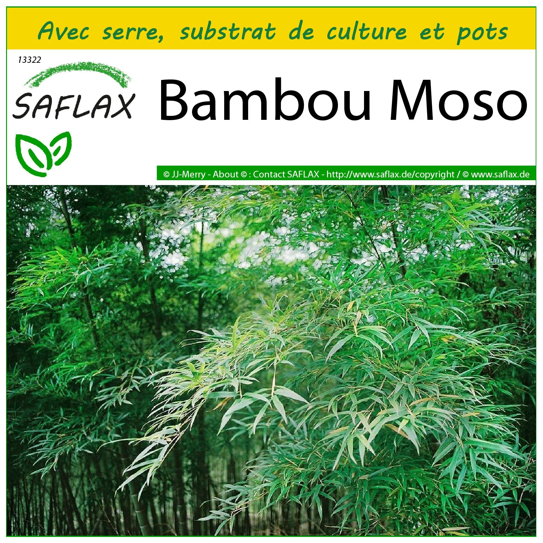 Kit de culture - bambou moso - 20 graines  - phyllostachys pubescens