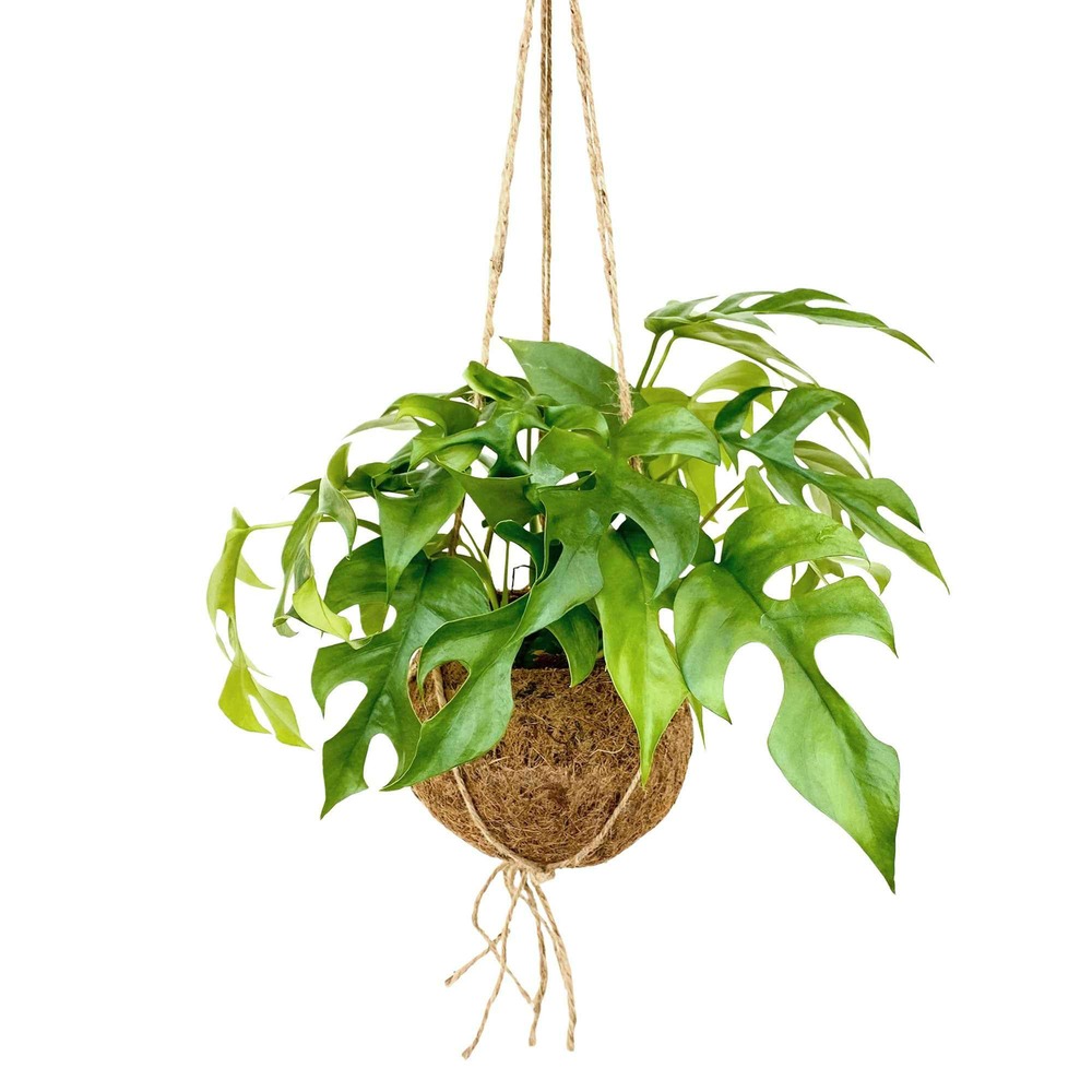 Monstera minima et son pot en fibre de noix de coco - le pot / ø 17cm / hauteur livrée 30-40cm