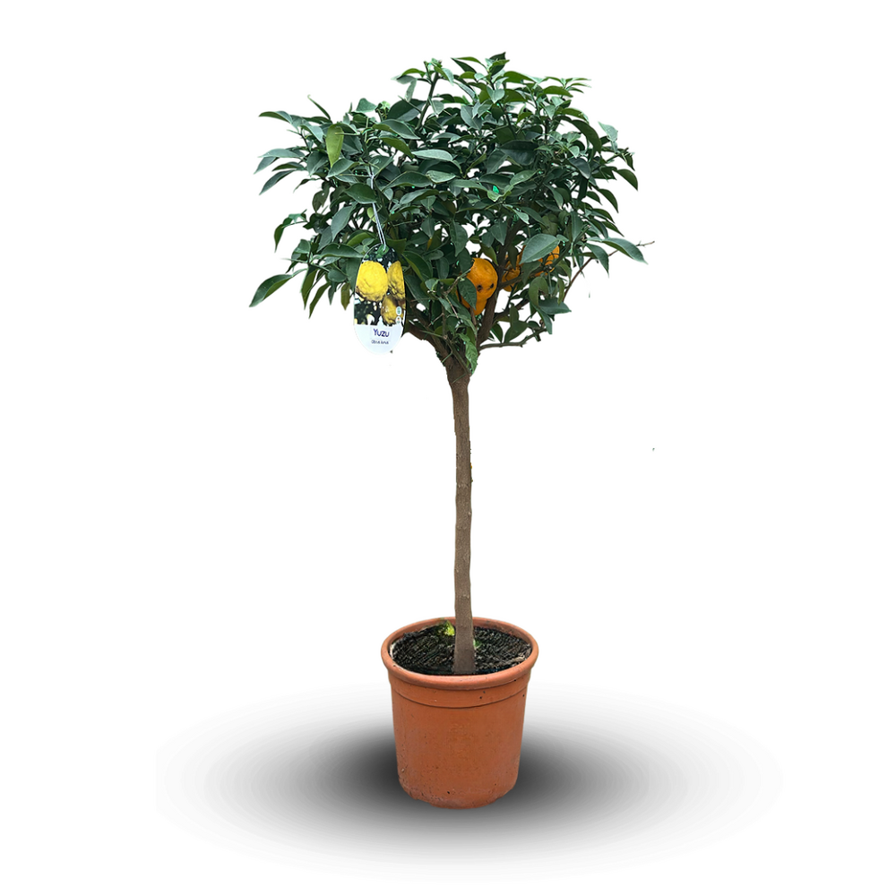 Citronnier yuzu - agrume méditerranéen - arbre fruitier - ↕ 110-120 cm - ⌀ 24 cm