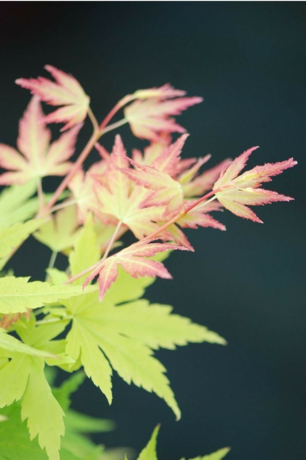 Erable du japon 'orange dream' - en pot de 2 litres