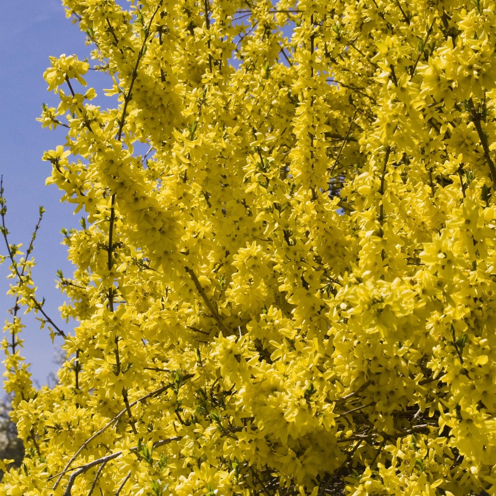 Forsythia intermedia 'minigold' pot de 2l/3l