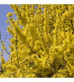 Forsythia intermedia 'minigold' pot de 2l/3l