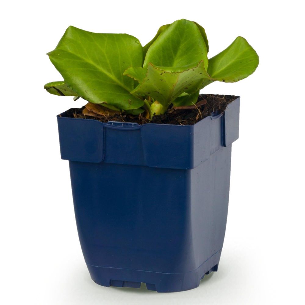 Bergénia - pot 11 cm - hauteur 25 cm - plante d'extérieur