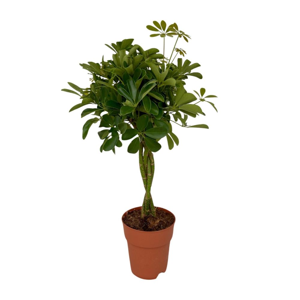 Schefflera compacta - ø19cm - ↕80cm - plantes d'intérieur