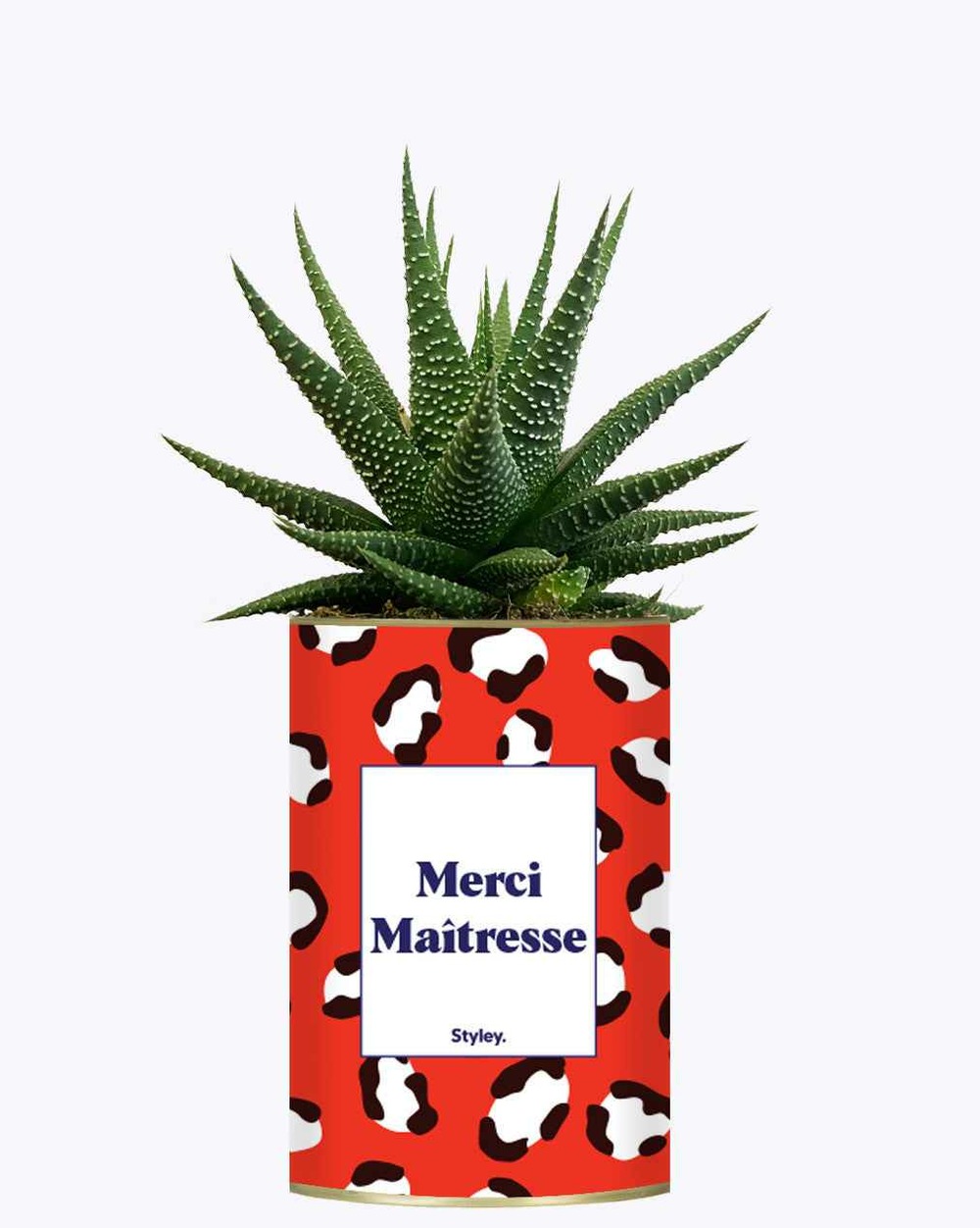Plante drôle - merci maîtresse - cactus