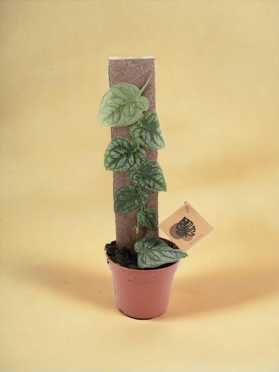 Monstera dubia