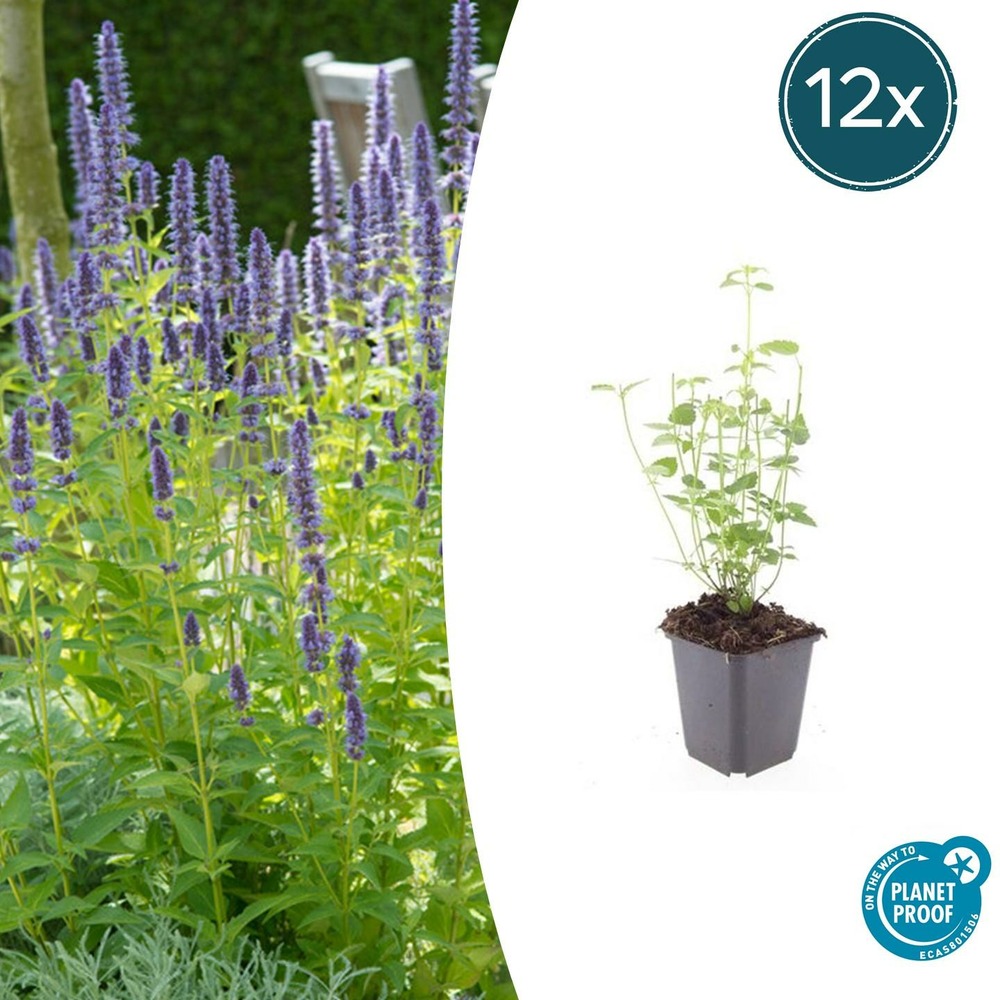 Agastache 'black adder' x12 – entre 0,75 et 1m2