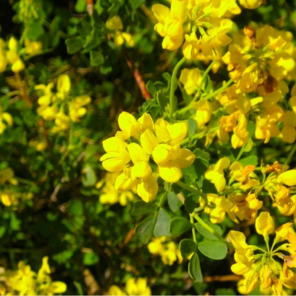 CORONILLE ARBRISSEAU GF H20A40-(766567)