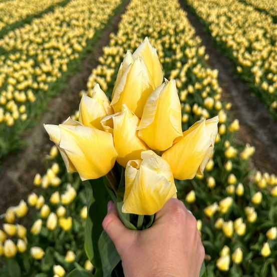 Tulipe 'sweetheart' - 15 bulbes - taille 12+