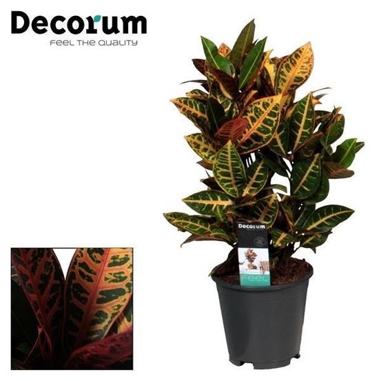 Croton petra - h55 cm - ø17 cm