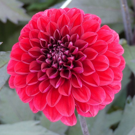 Dahlia décoratif 'seniors love' bulbe calibre i