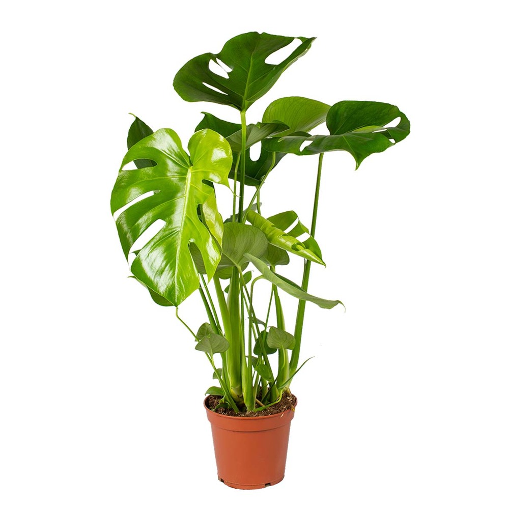 Monstera deliciosa - plante à trous - dépolluante - 50-60 cm de haut - pot 17 cm