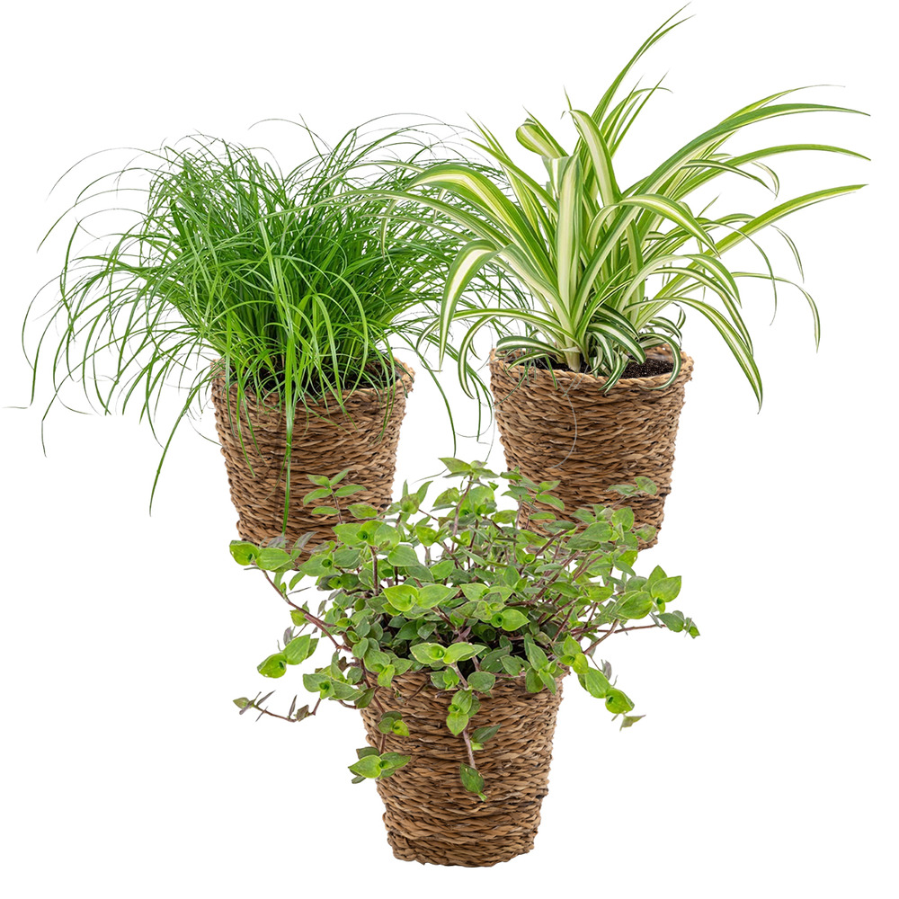 3x mélange sans danger pour les animaux avec panier en jonc de mer - ⌀12 cm - 15-25 cm