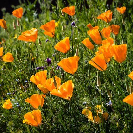 Pavot de californie 'orange king' le sachet de 500 graines environ (1g)