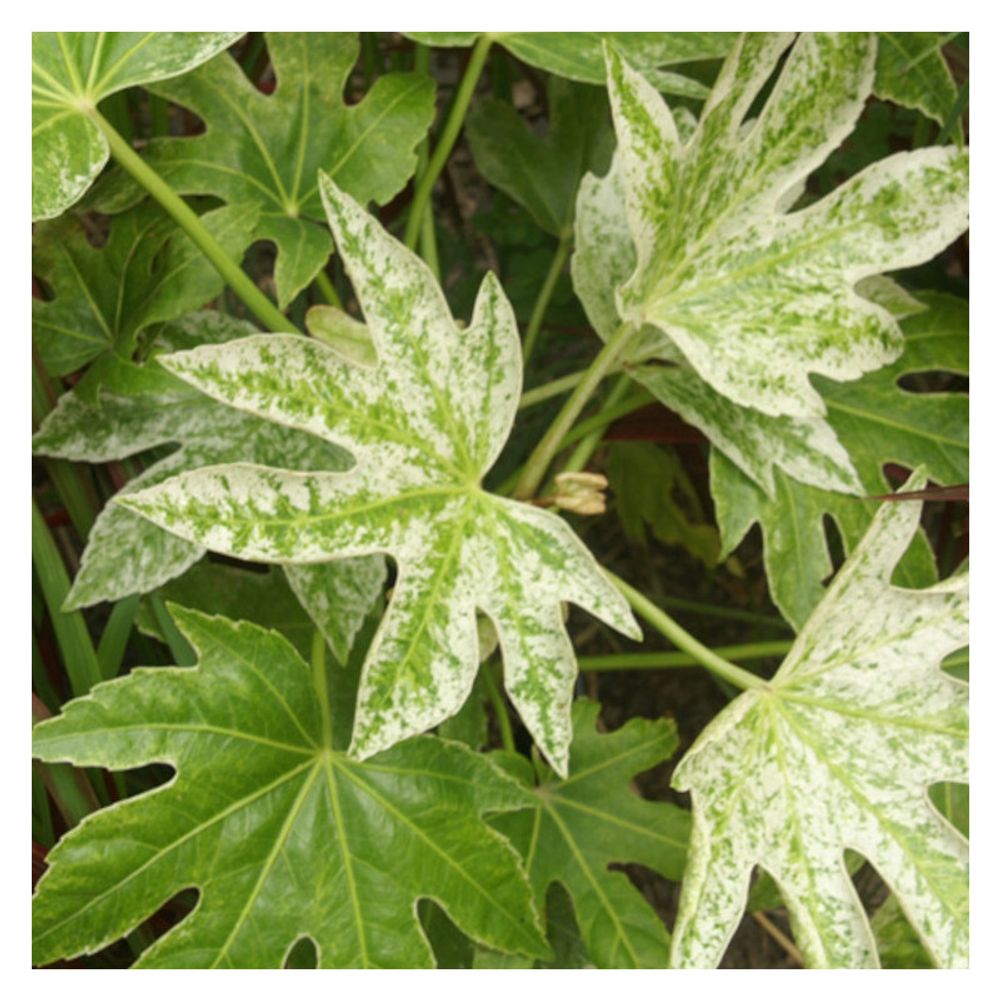 Fatsia spider's web, faux-aralia du japon lot de 5 godets