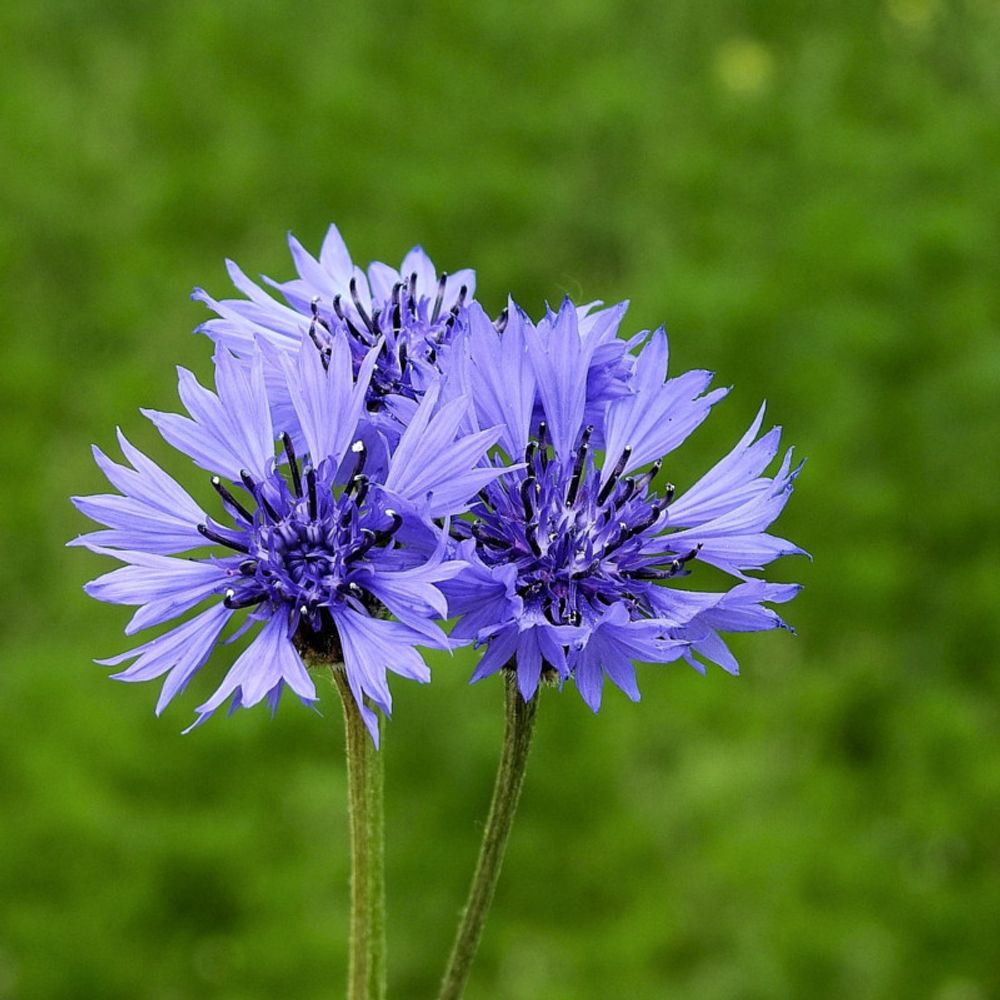 Graines de centaurée bleuet double bleue - vilmorin sachet