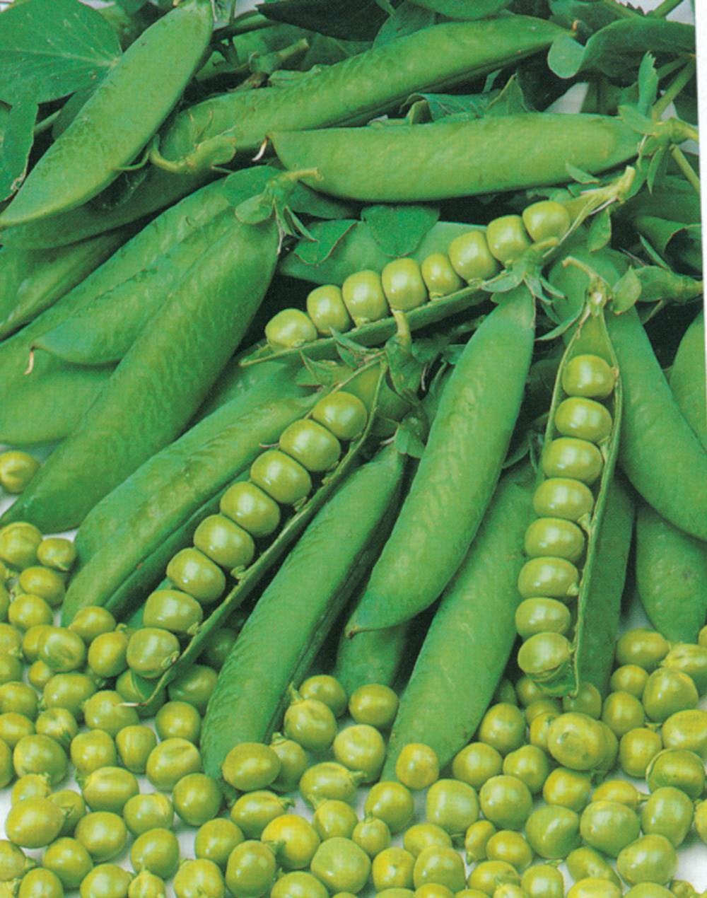 Pois merveille de kelvedon - 150 g