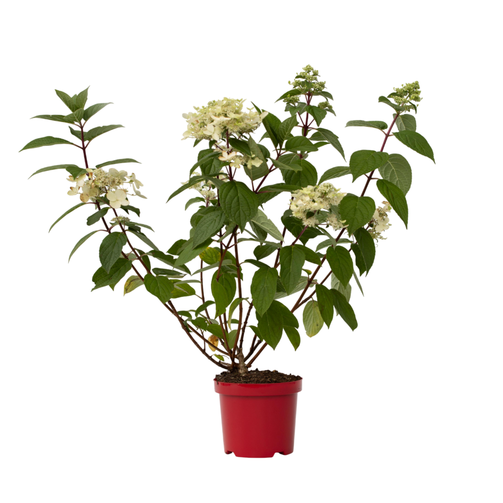 Hortensia - hydrangea paniculata 'wim's red' - hauteur 25-40cm - ⌀19cm