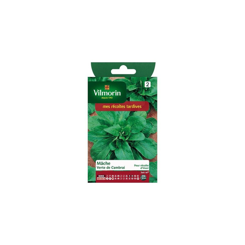 Sachet graines mache verte de cambrai