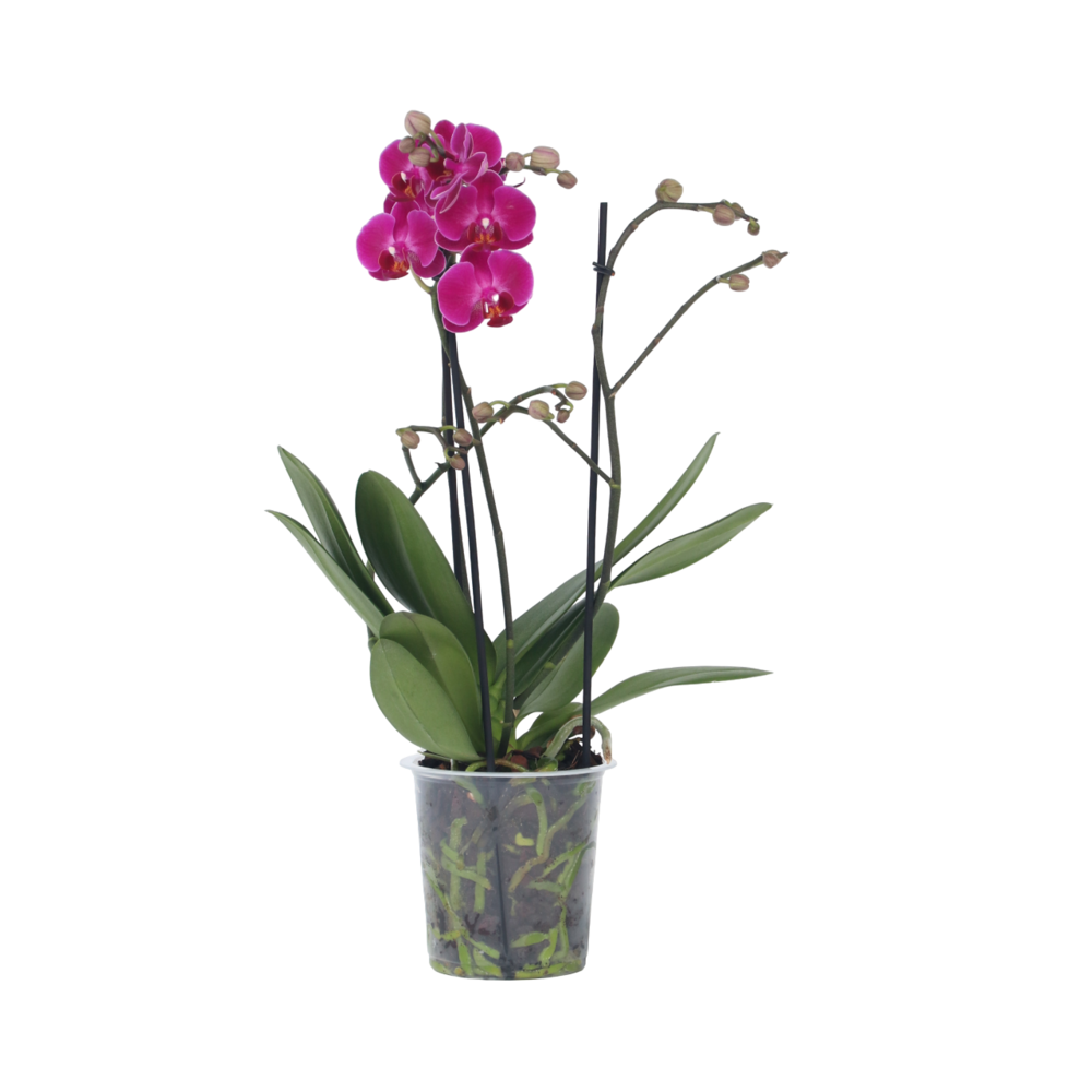 Orchidée papillon - phalaenopsis multiflora - hauteur 35-45cm - ⌀12cm