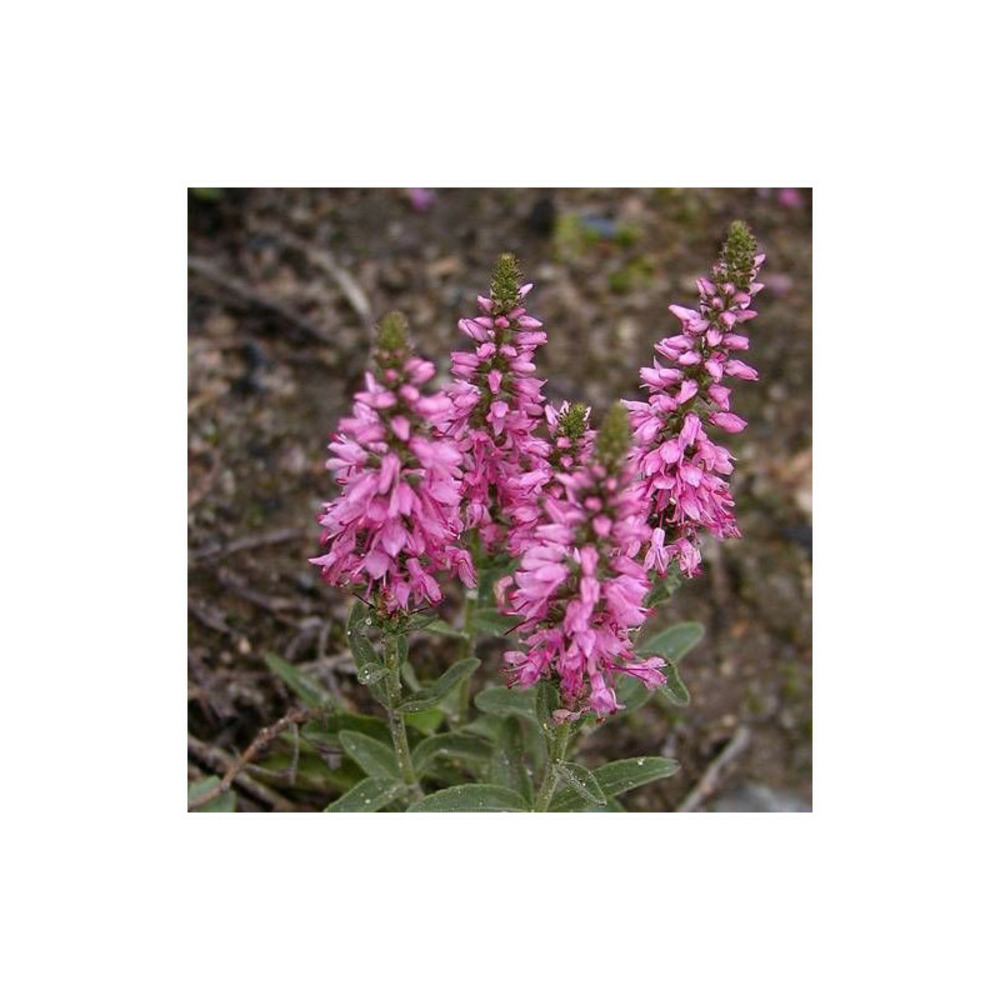 Véronique en épi spicata lot de 5 godets