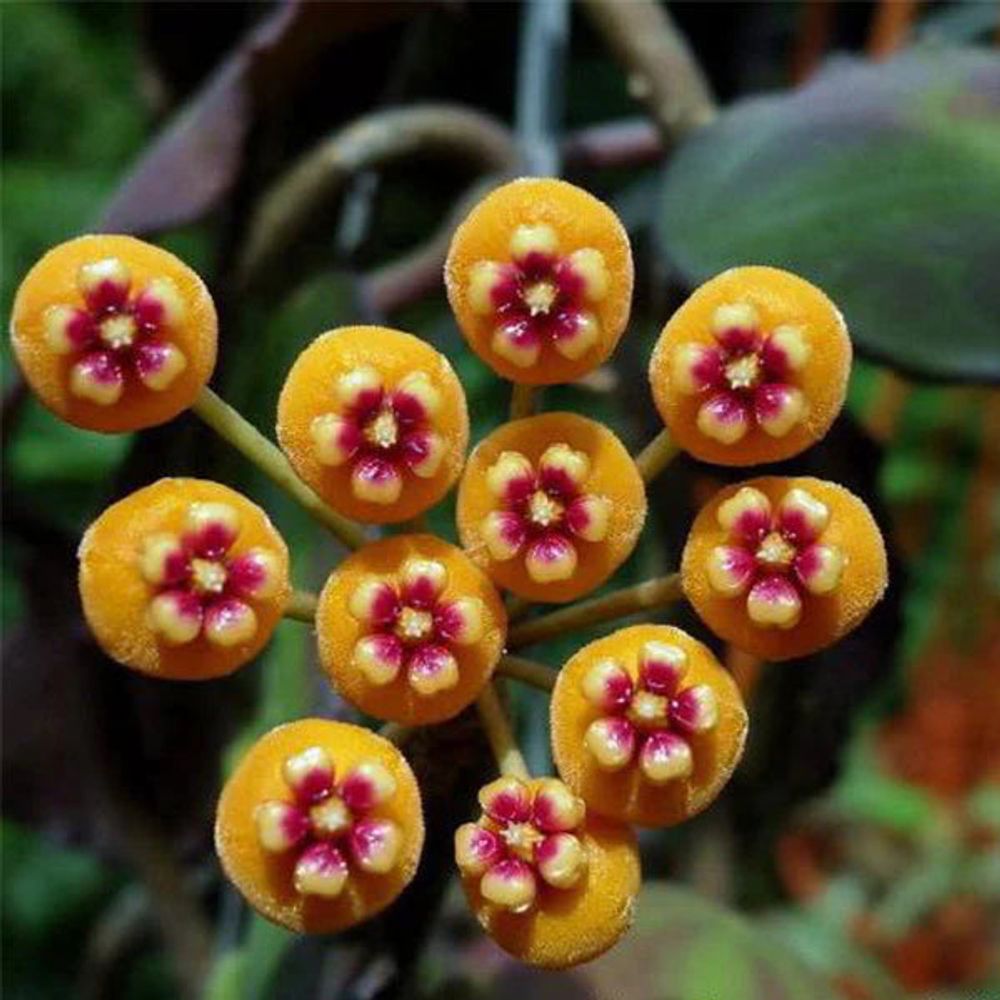Hoya waymaniae kapuas cloudy sky - pot de 8cm