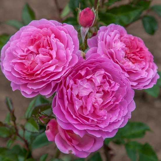 Rosier arbustif baie des anges romantica® 'radprov' pot de 3l - 20/40 cm