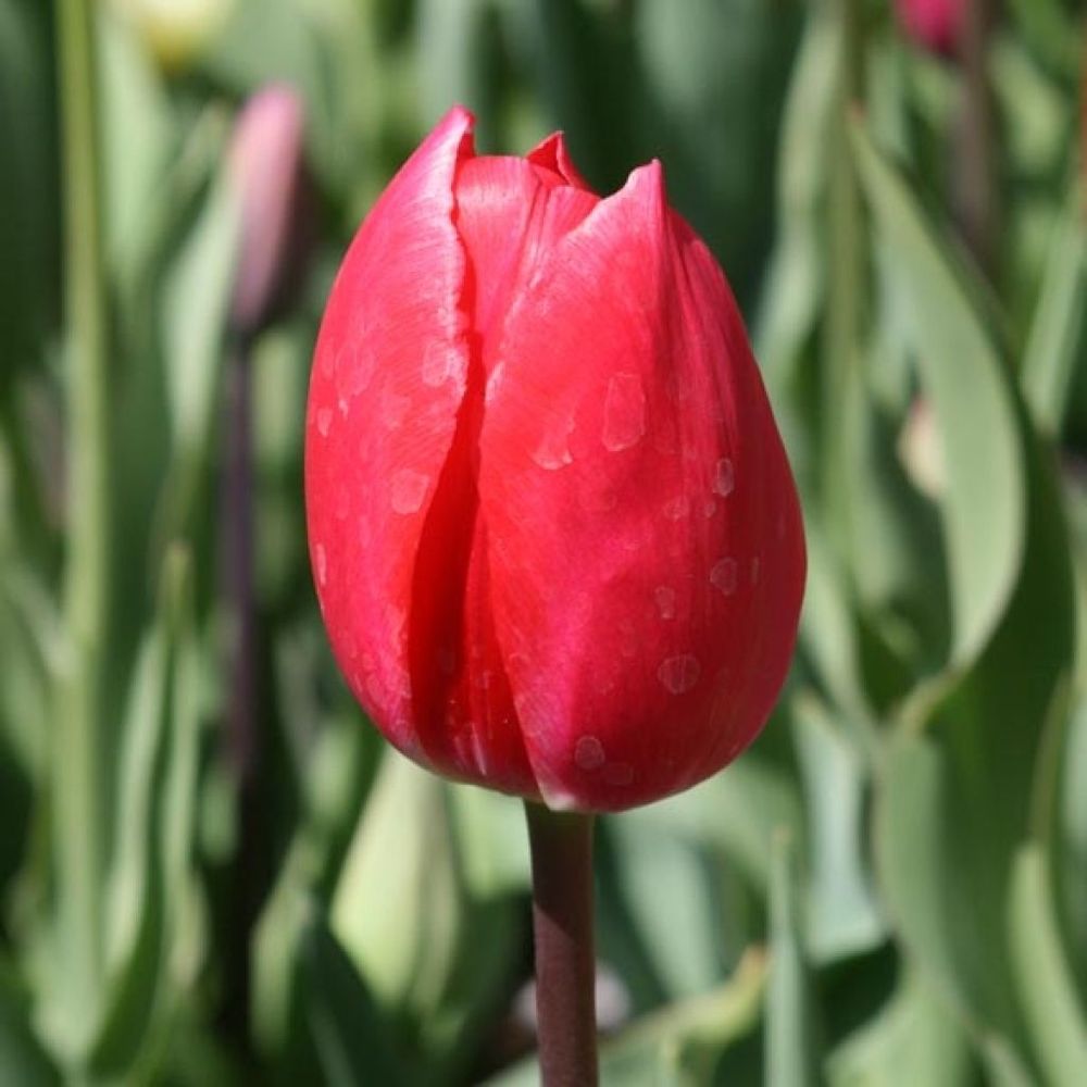 Tulipe triomphe 'bastogne' bulbe calibre 11+ (par 10)