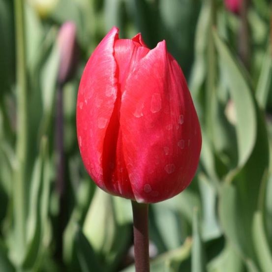 Tulipe triomphe 'bastogne' bulbe calibre 11+ (par 10)