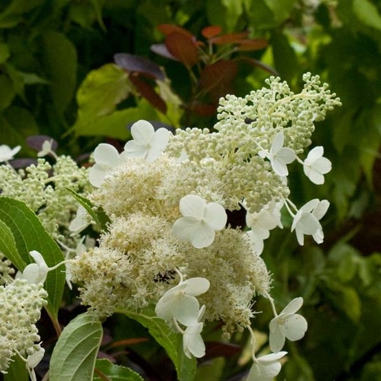 Hortensia paniculé 'kyushu' pot de 3l/4l