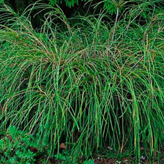 Thuya whipcord - thuja plicata whipcord 30/35cm pot 6l