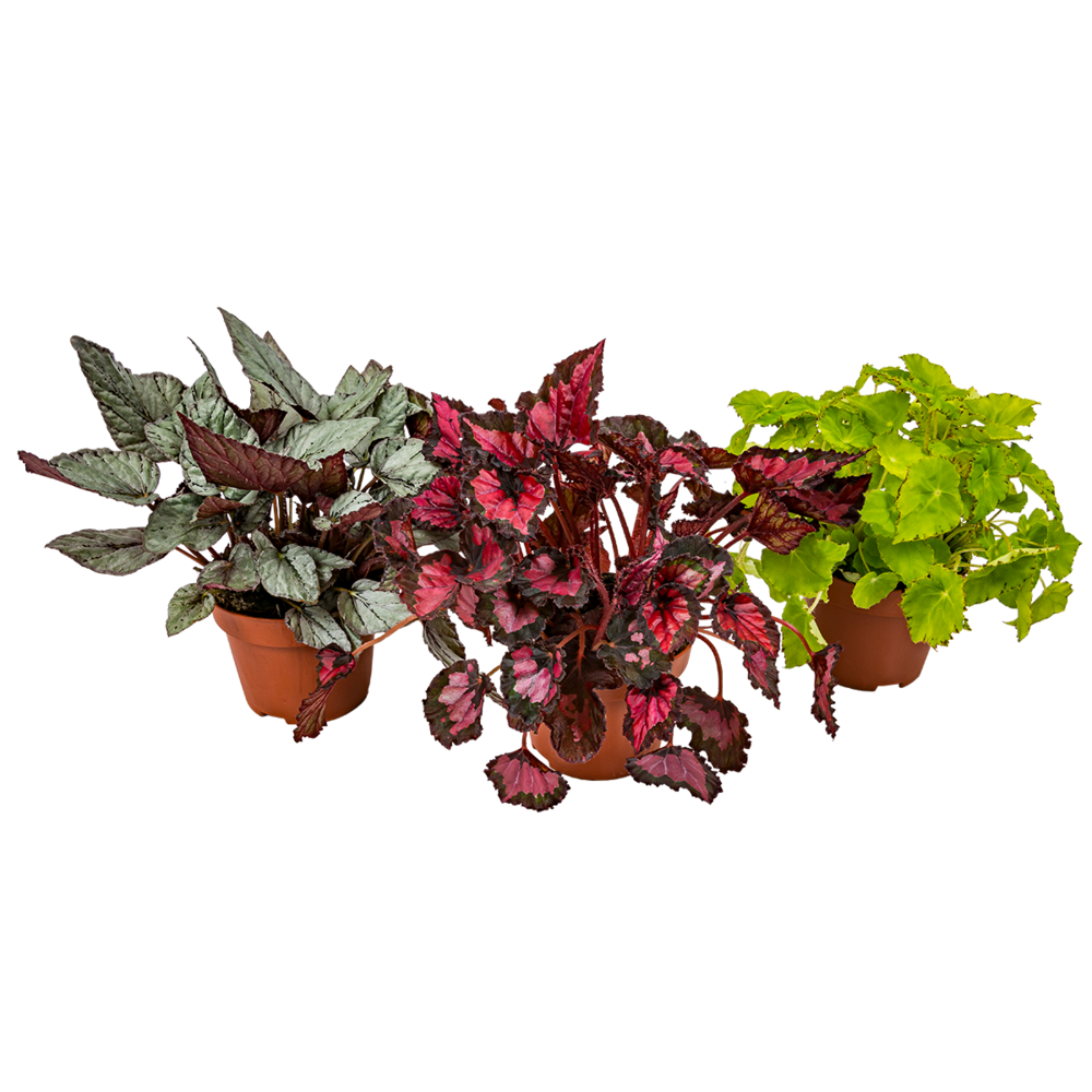 Begonia 'beleaf' - bégonia à feuilles - lot de 3 - plante d’intérieur - pot ⌀12 cm - 25-35 cm