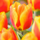 Tulipa flair - bulbes de tulipes x20 - bulbes de fleurs pour le jardin, la terrasse ou le balcon