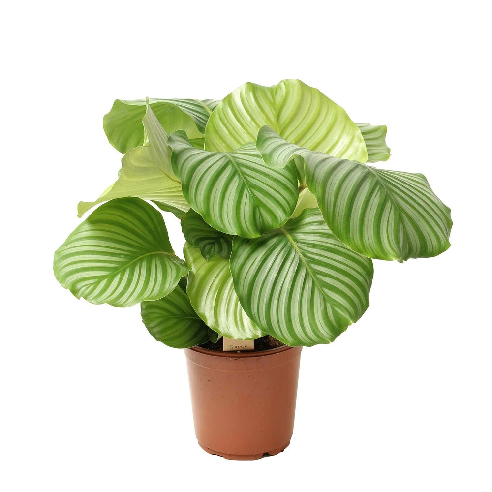 Calathea orbifolia - le pot / ø 21cm / hauteur livrée 55-70cm
