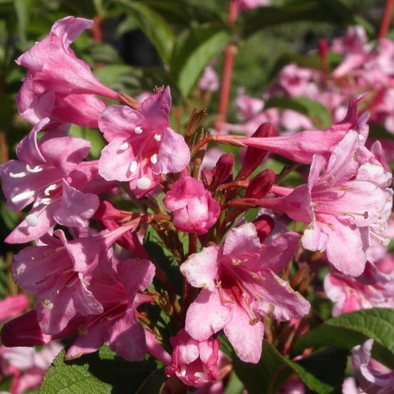 Weigela stelzneri, weigelia pot de 7,5l - 60/80 cm