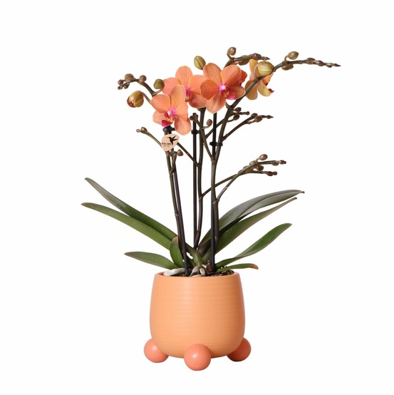 Orchidée corail et son pot pêche - hauteur 35cm