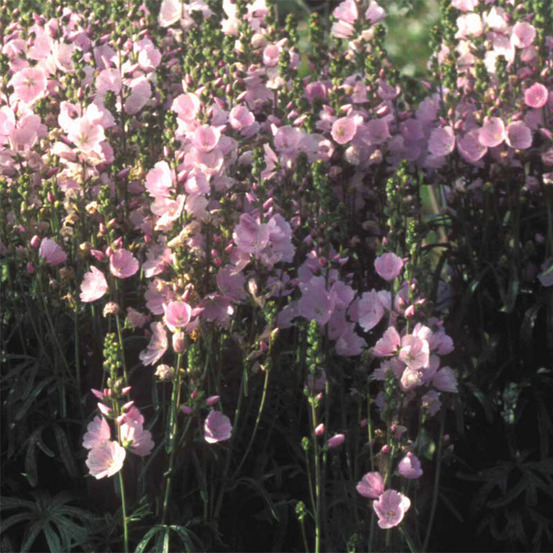 Sidalcea 'little princess' godet de 8/9 cm