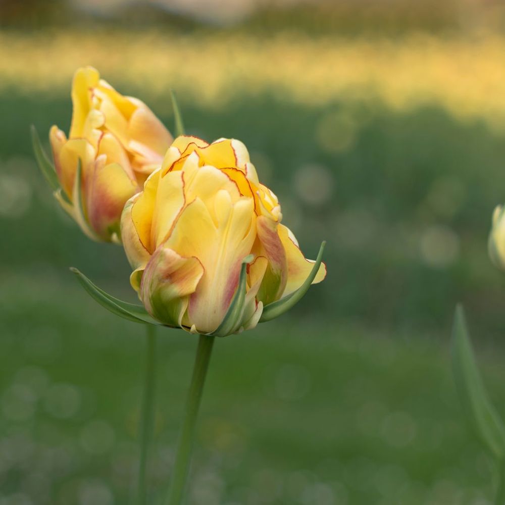 Tulipe viridiflora 'golden artist' bulbe calibre 12+ (par 10)