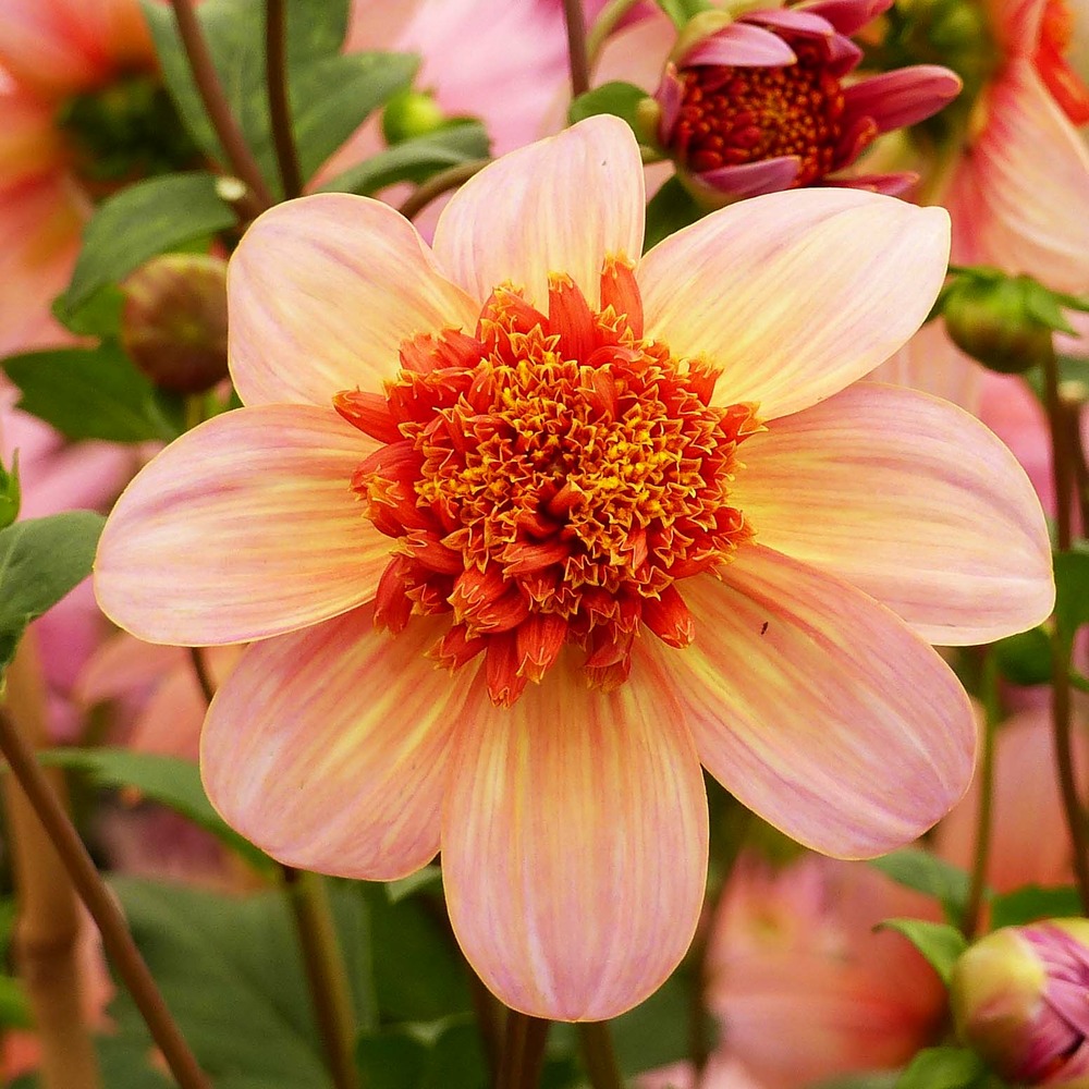 Dahlia 'totally tangerine' bulbe calibre i