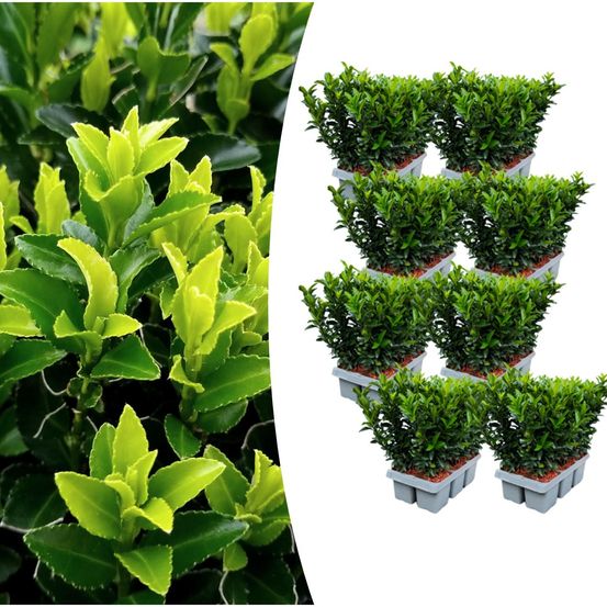 Lot de 8 - pack de 6 euonymus 'vert spire' - h15 cm