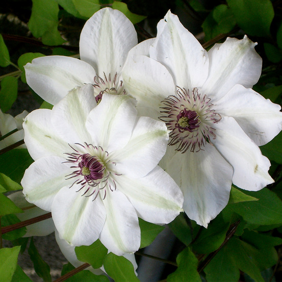 2 x clématite 'miss bateman' - clematis 'miss bateman' - 50-60 cm pot