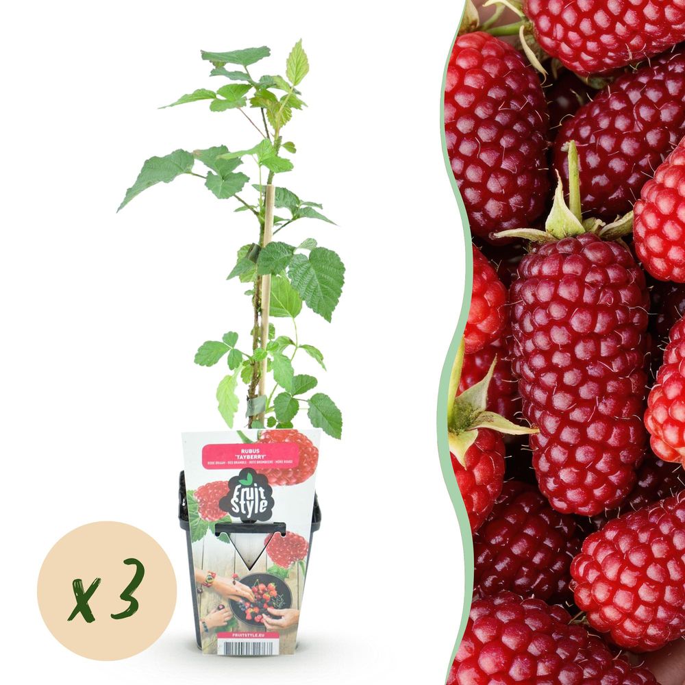 Mûre - lot de 3 - pot 9 cm - hauteur 35 cm