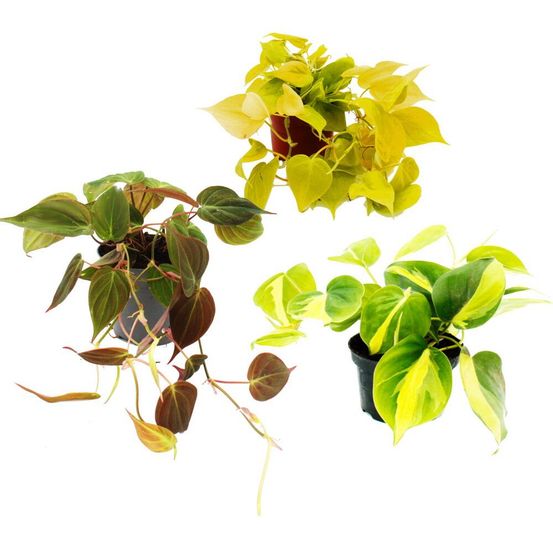 Trio de plantes d'intérieur amis des arbres grimpants set de 3 espèces différentes de philodendrons