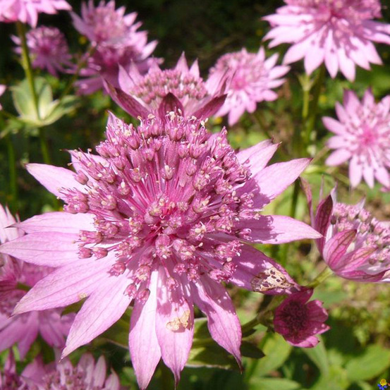 6 x grande astrance 'rosea' - astrantia major 'rosea' - godet 9cm x 9cm