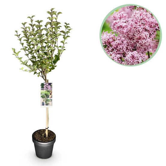 Lilas de meyer nain 'palibin' - pot 19 cm - hauteur 90 cm - plante d'extérieur