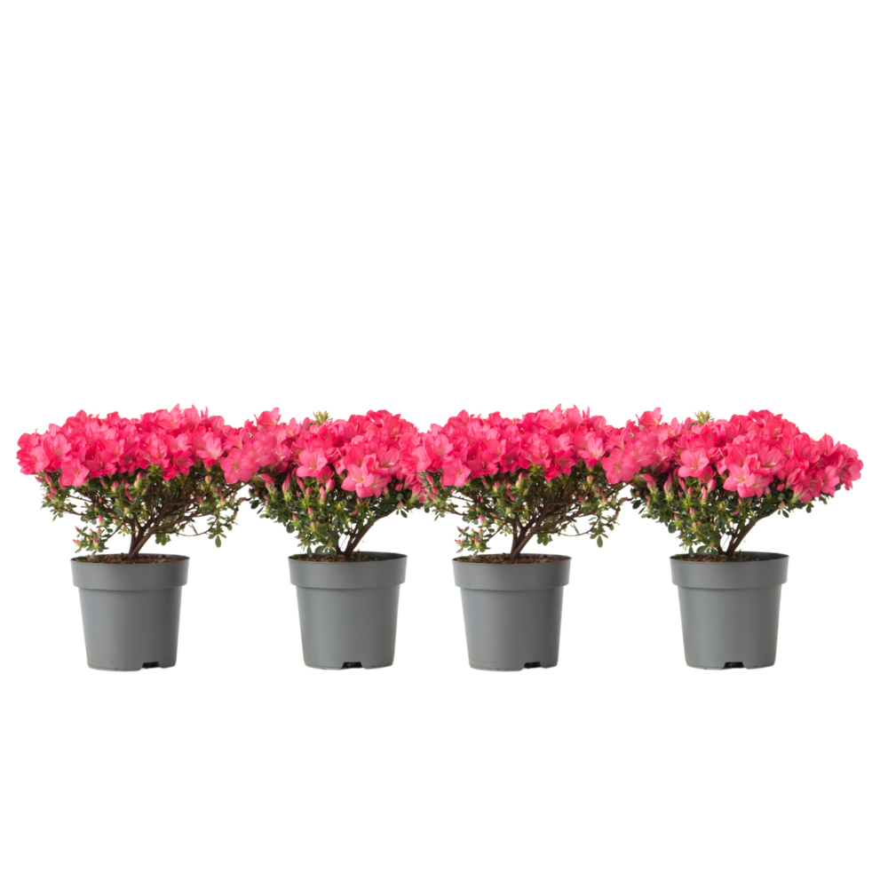 Azalée - set de 4 - rhododendron azalea 'anouk' - hauteur 25-40cm - ⌀17cm