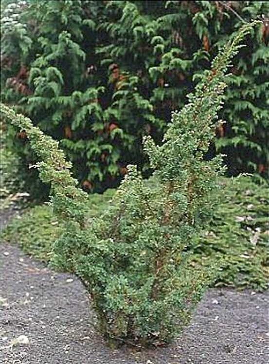 Genévrier 'blaauw' pot de 2l/3l