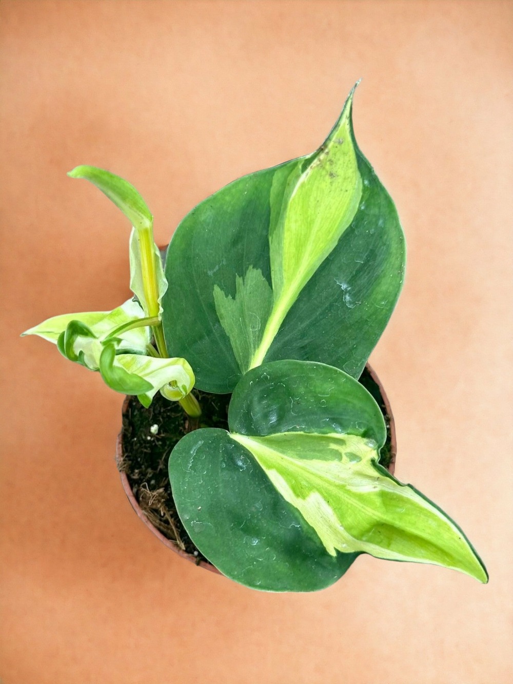 Philodendron cream splash